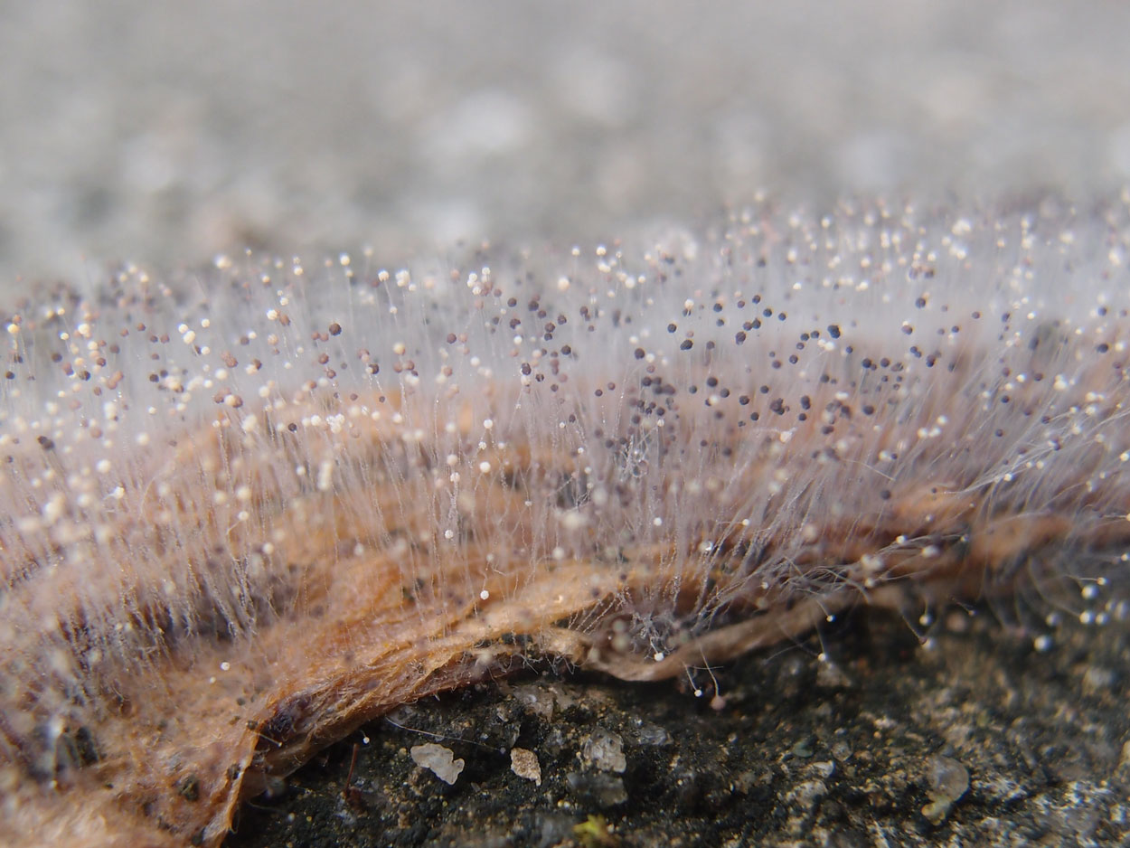 Willkommen Brasilien